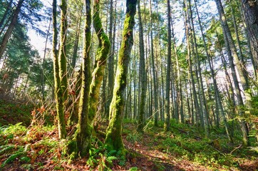 Beautiful Scenery of Lush Green Forest on Vancouver Island