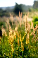 Fototapeta premium Flower of grass with blurred background and Close up beautiful small grass flowers..