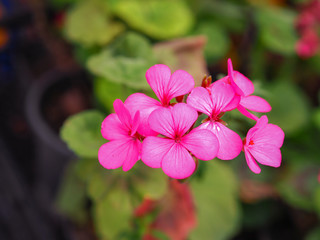 pink violet in flowerpot