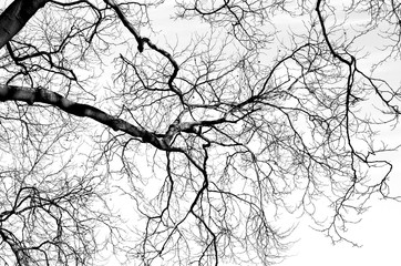 Abstract Details of Tree Branches During Autumn Season