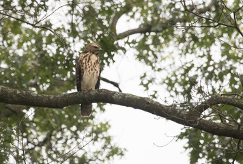 Fototapeta na wymiar Red Shouldered Hawk, Juvenile 