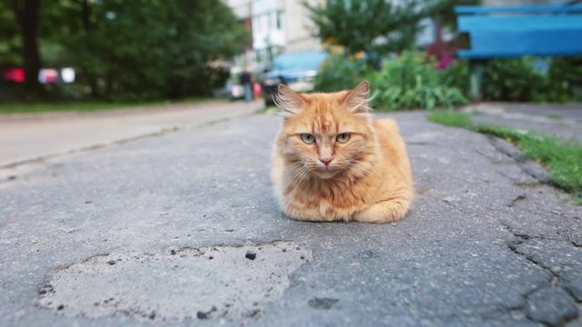 Adorable homeless red-headed cat resting on the road.