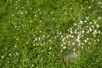 Wild plants photographed in natural ambient, Bucegi National park, Carpathians mountain range