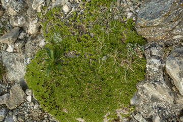 Wild plants photographed in natural ambient, Bucegi National park, Carpathians mountain range
