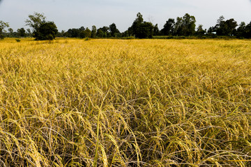 Rice field, Background of ripening ears of meadow wheat field in Thailand