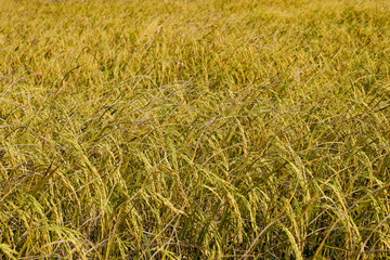 Rice field, Background of ripening ears of meadow wheat field in Thailand