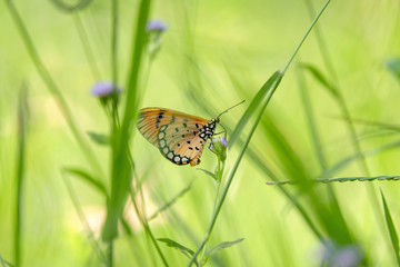 Butterfly clinging on the grass