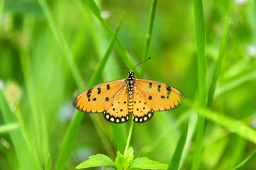 Butterfly clinging on the grass