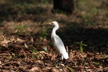 Kuhreiher im Ankarana Nationalpark, Madagaskar