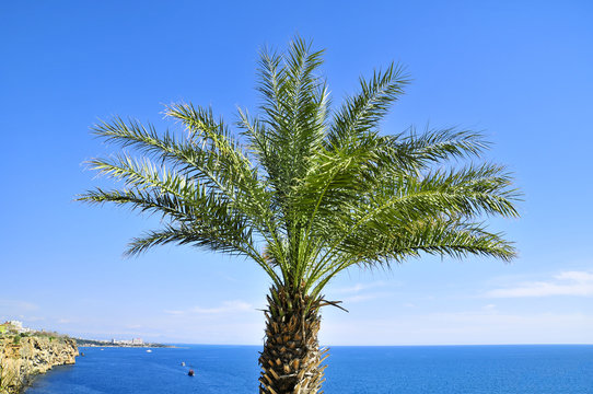 Deniz kıyısında palmiye ağacı