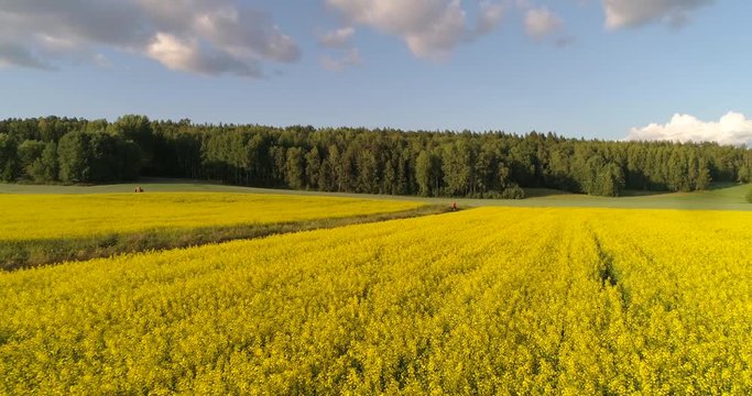 Man running on the countryside, C4K aerial closeup view of a rapeseed field and a male jogging between rape flower fields, on a sunny summer evening sunset, in Uusimaa, Finland