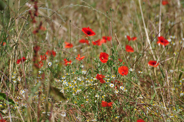Roter Mohn blüht, die Blume des Augenblicks