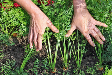 The peasant woman farmer  holding in his hand  a small fresh carrot leaves  on vegetable bed