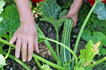 Naklejka na ściany i meble The peasant woman farmer holding in his hand a small fresh zucchini marrow leaves on vegetable bed