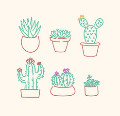Various succulents cactus types