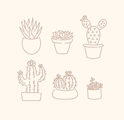 Various succulents cactus types