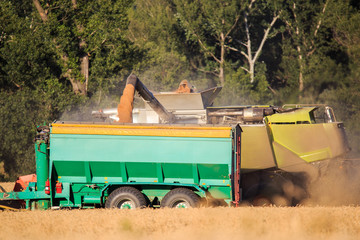 loading rye wheat into siding from harvester