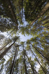 Wide angle view of tall trees in a forest