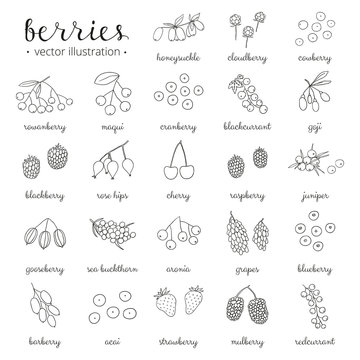 Hand drawn outline berries isolated on white background.
