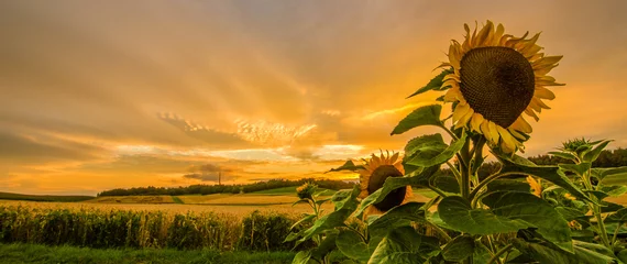 Crédence de cuisine en verre imprimé Tournesol Sonnenuntergang Sonnenblumenfeld