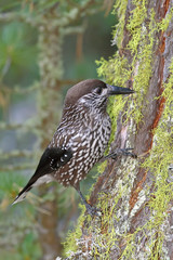 Spotted nutcracker (Nucifraga caryocatactes) on the lichens of the forest