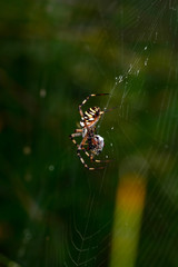 Close up spider and home - Stock Image