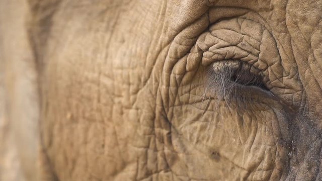 Super close up footage of an elephant's eye
