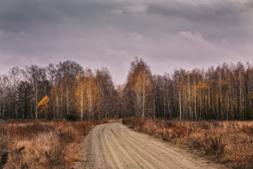 A ground desert road in the autumn forest. Yellow birches and a dreary sky.
