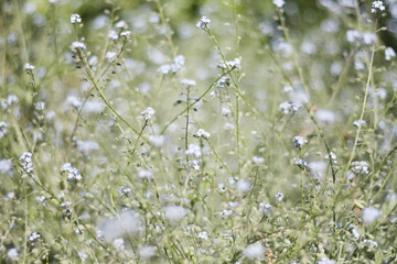 forget me not, flowers, garden, background
