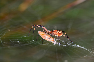 Close up spider and home - Stock Image