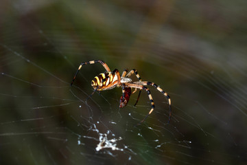 Close up spider and home - Stock Image