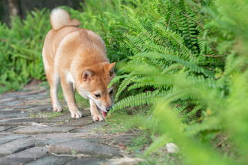Fototapeta premium Smiling Shiba Inu，Very cute dog