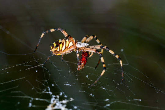 Close up spider and home - Stock Image