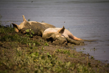 Two big pigs\swines lying dirty in the mud, relaxing. 