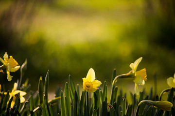 Obraz premium An amazing shot of daffodil field with beautiful background.