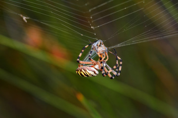 Close up spider and home - Stock Image