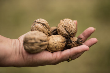 An agrarian female hand holding a bunch of walnuts, close up shot.
