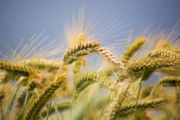 Field of wheat on a stormy day with dark blue stormy sky in the background.