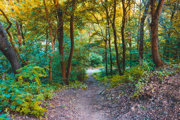 rural path in a forest with green trees