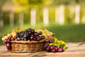 Delicious, ripe, freshly picked red, white and black grapes in a brushwood basket on a rustic wooden table with grape vine in the background.