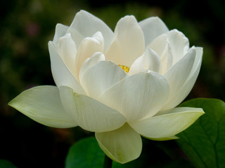 Fiore di loto bianco 