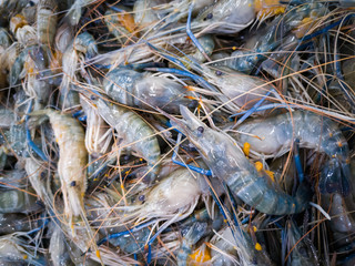Fresh big shrimp/prawn in the market.