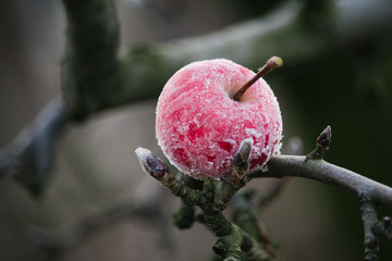 Frozen red apple on a naked branch during cold winter day.