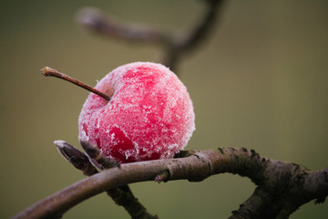 Frozen red apple on a naked branch during cold winter day.