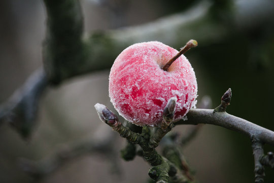 Frozen red apple on a naked branch during cold winter day.