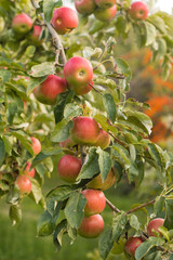 Ripe red apples hanging on a tree ready for picking. Close up.