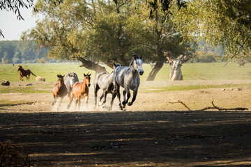 Herd of galloping horses, running freely on wild meadow, rising dust behind them.