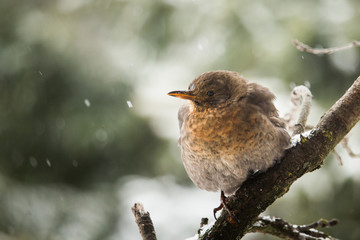 A beautiful portrait of a Thrush bird sitting in a naked tree during cold winter day.