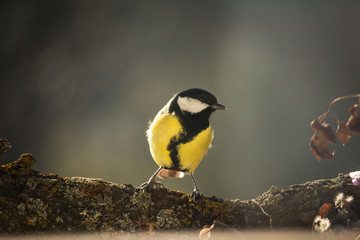 A beautiful portrait of bird Great tit (Parus major) standing on a naked branch in the forest.