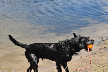Abkühlung für den Hund im Wasser, ein schwarzer nasser Labradormischling kommt mit seinem...